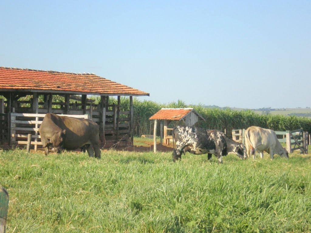 FAZENDA ITAIPÚ - PÉROLA-PR by Udson Pinho