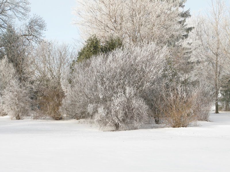 Horfrost covering shrubs along Oxford Road 8 by wybell