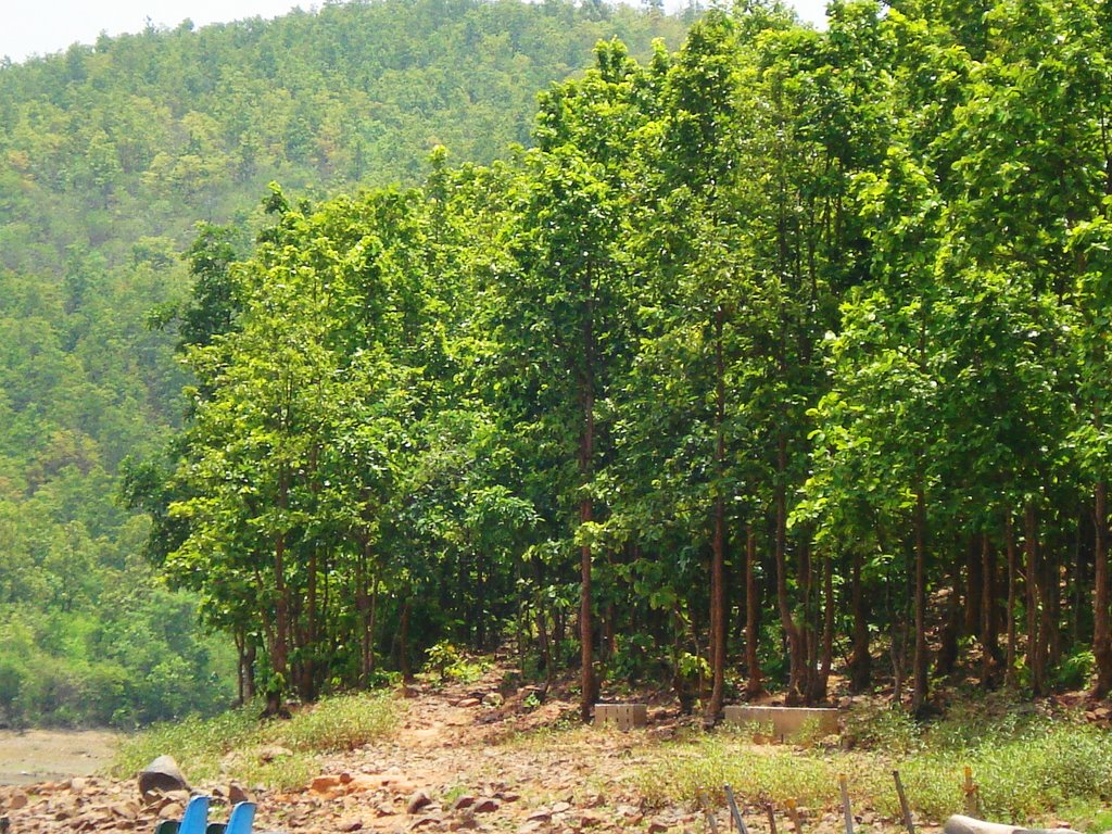 Woodlands surrounding chandil dam by shil1904