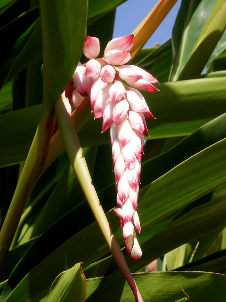 Flor de nós-moscada - Alpinia zerumbet - em frente a casa da amiga Leiva - Dourados - Mato Grosso do Sul - MS - Brazil by Paulo Yuji Takarada