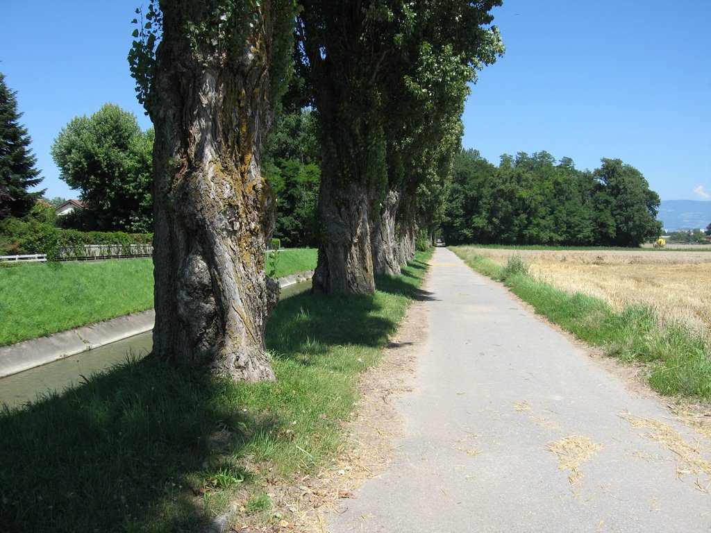 Promenade au bord de l'Aire 15.07.07 by Christian Moret