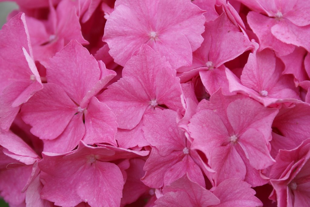 Hortensia by Niels Laursen