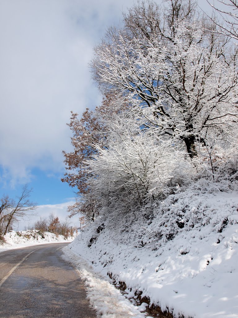 Trees and snow by xkp