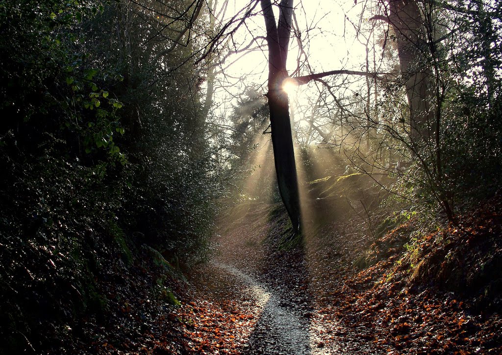 Christmas Day Sunshine in the Forest by ChristinaRoseHowker