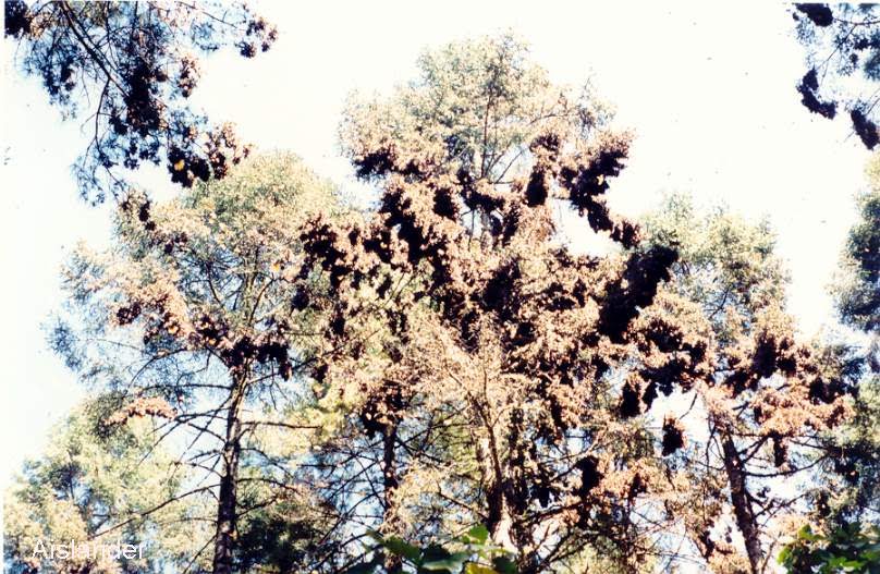 Monarch Butterflies cluster in trees by Aislander@ymail.com