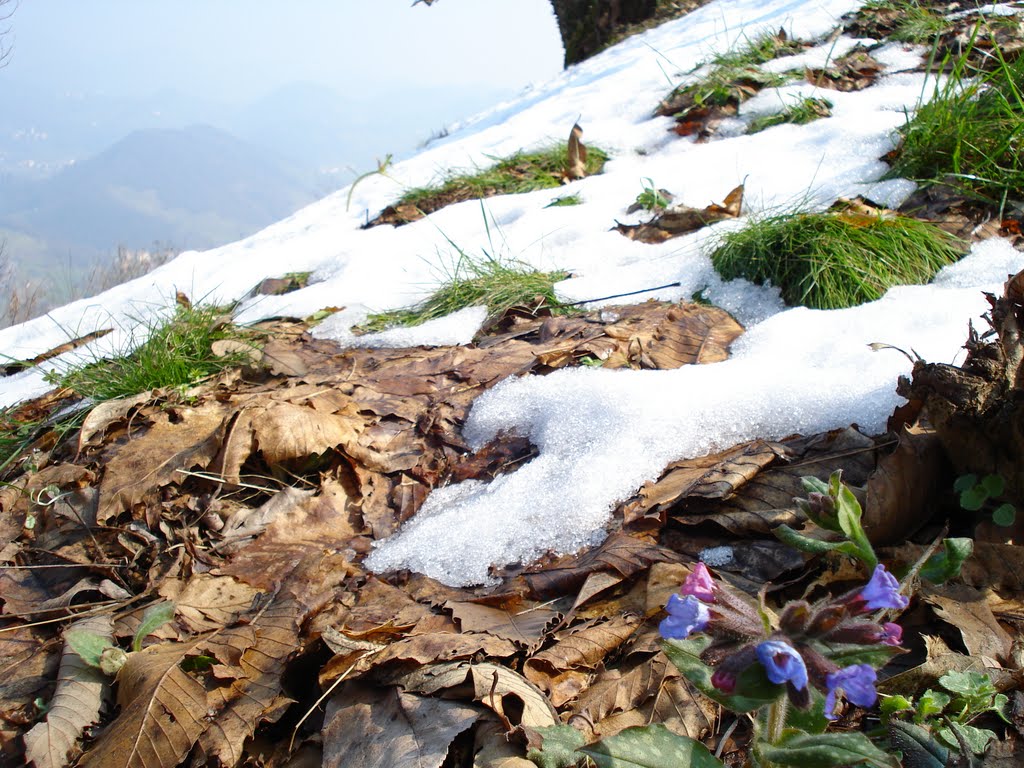 Fiori e neve a Cima D'Agù by bondav