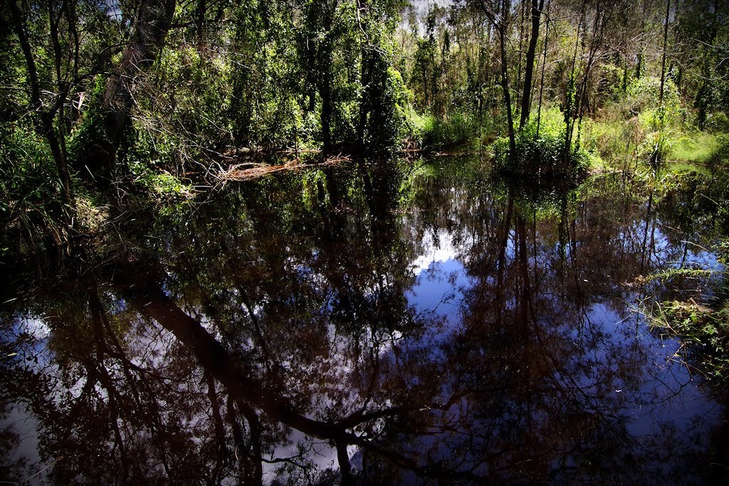 Pond reflections by DarvidArt