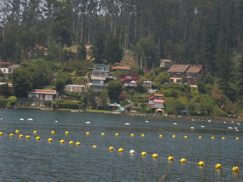 Verano2007_Laguna_Chica_San_Pedro_de_la_Paz_Chile by Alonso Araya