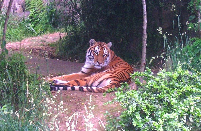 Tiger at Oregon Zoo by Edison Sy