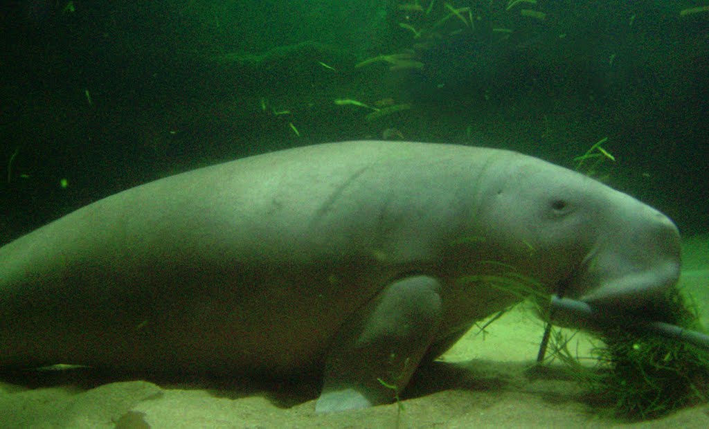 Dugong in SeaWorld Indonesia by IPAAT