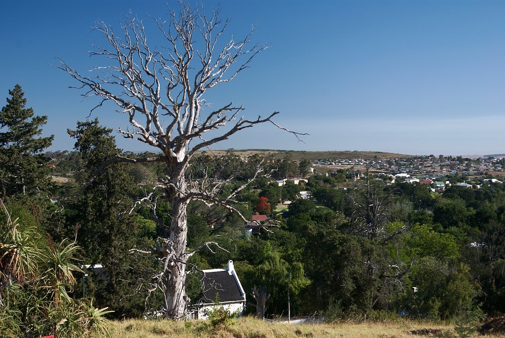 Old Tree by Gerhard Marx