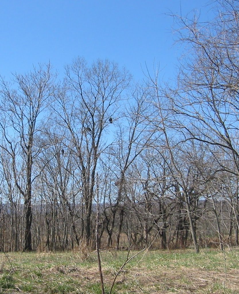 Turkey Buzzards Waiting by ArtnScience