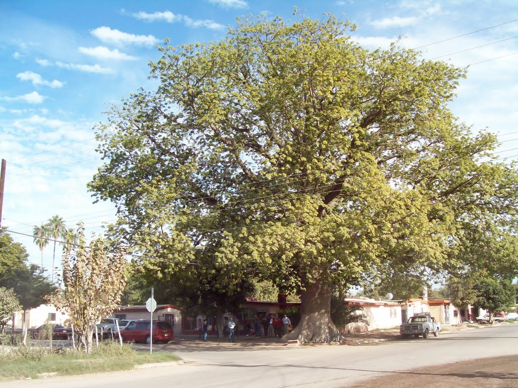 La Ceiba de Don Carlos Patterson by Beto Patterson