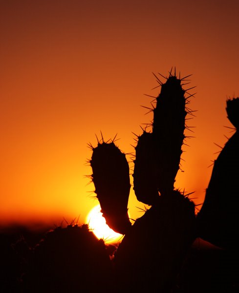 Saguaro National Park by Jan Viderén