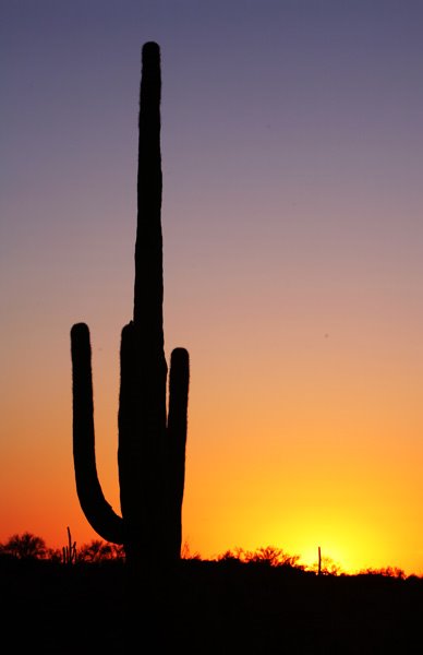 Saguaro National Park by Jan Viderén