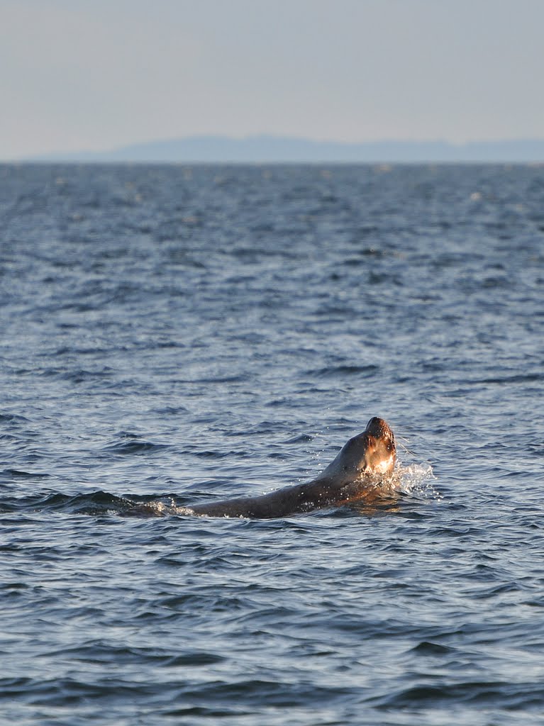 Bull Steller's sea lion by seabow