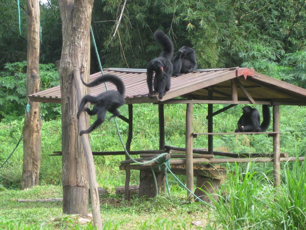 Apeneiland, Paramaribo Zoo by ewjdewit