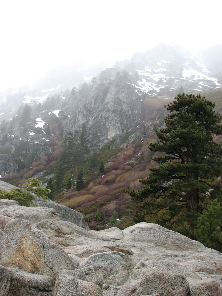 Looking up the Mt. into the fog by kettner