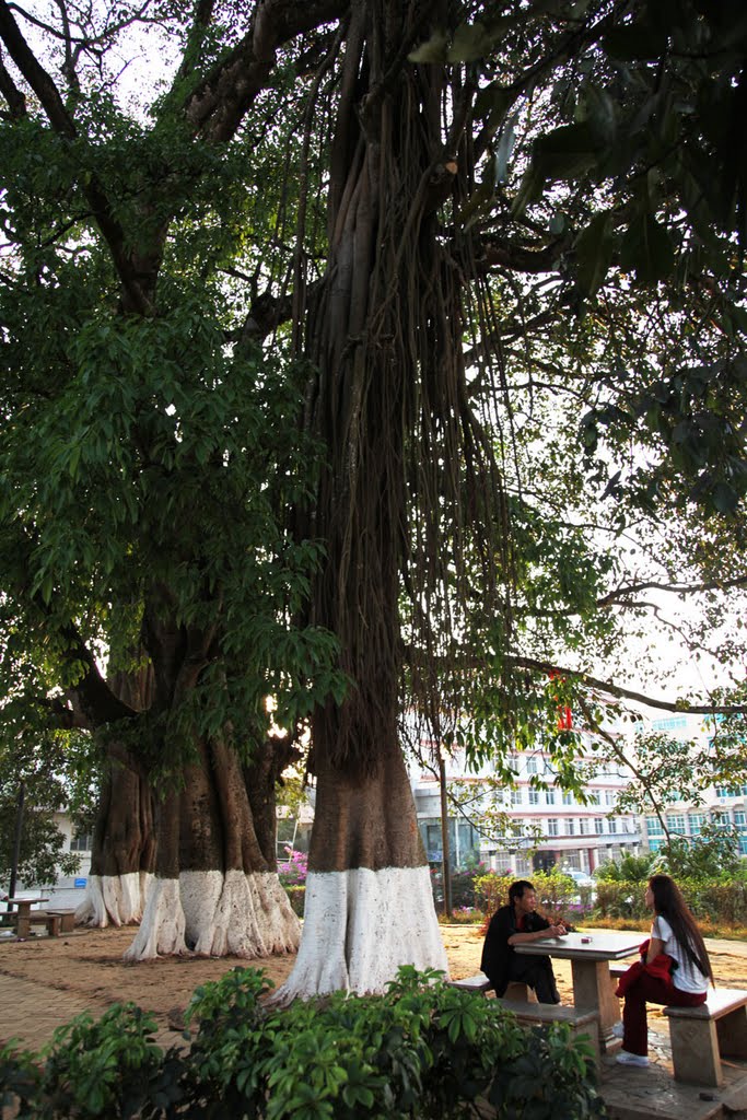 树（Tree） ， Puer ， Yunnan ， China by 行者无路