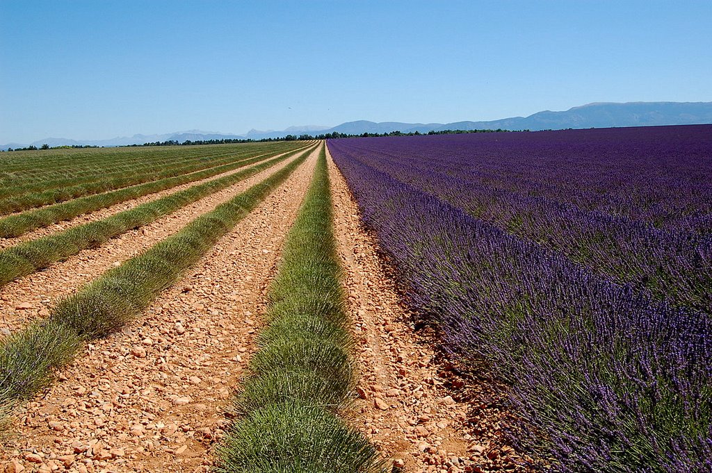 France Plateau de Valensole by Claude Roussel-Dupré