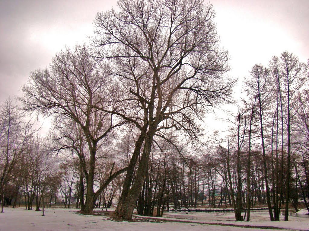 Chojny-Stawy Jana by Witold Lewandowski