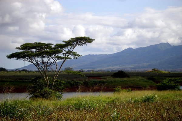 Dole plantation in Wahiama, Oahu, HI. by 33313bear