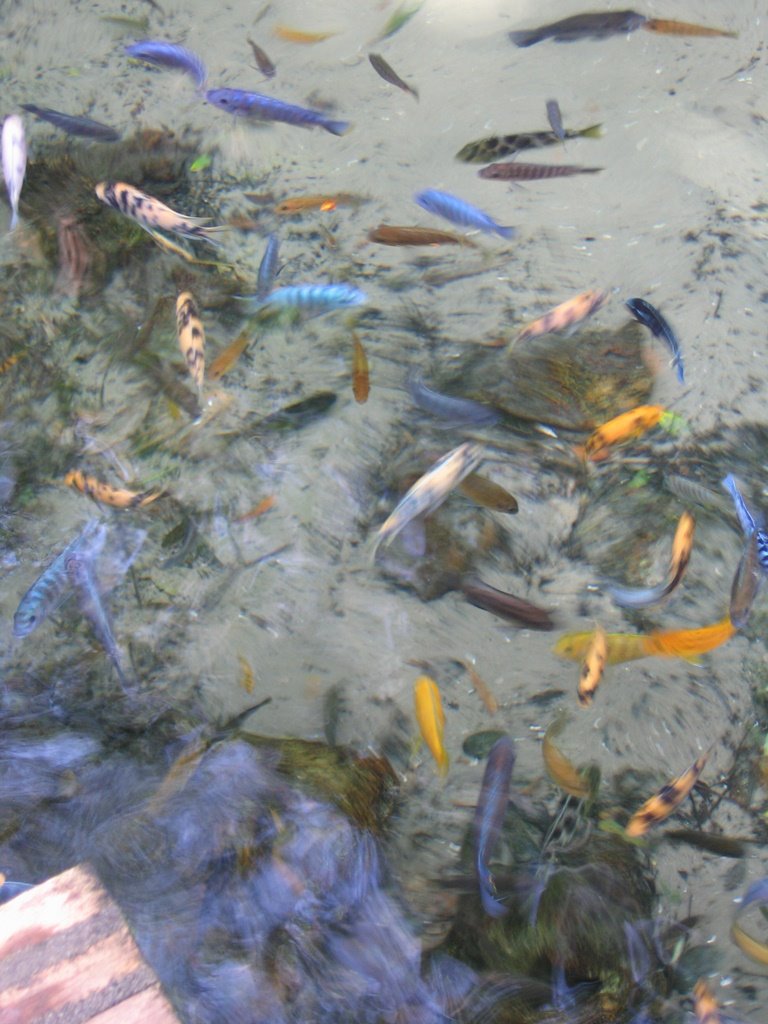 Animal Kingdom - Cichlid pool by Homba