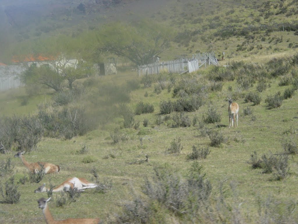 Guanaco acostado by Juan Tolosa