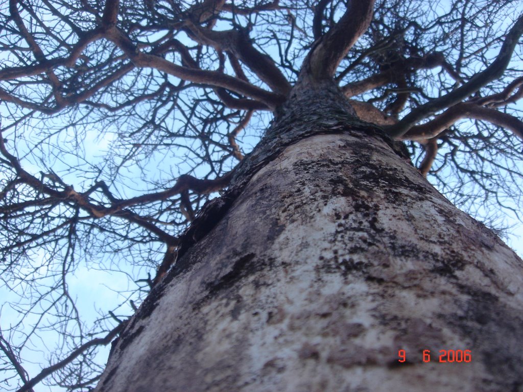 Old tree in Kaivopuisto park by MadMarx