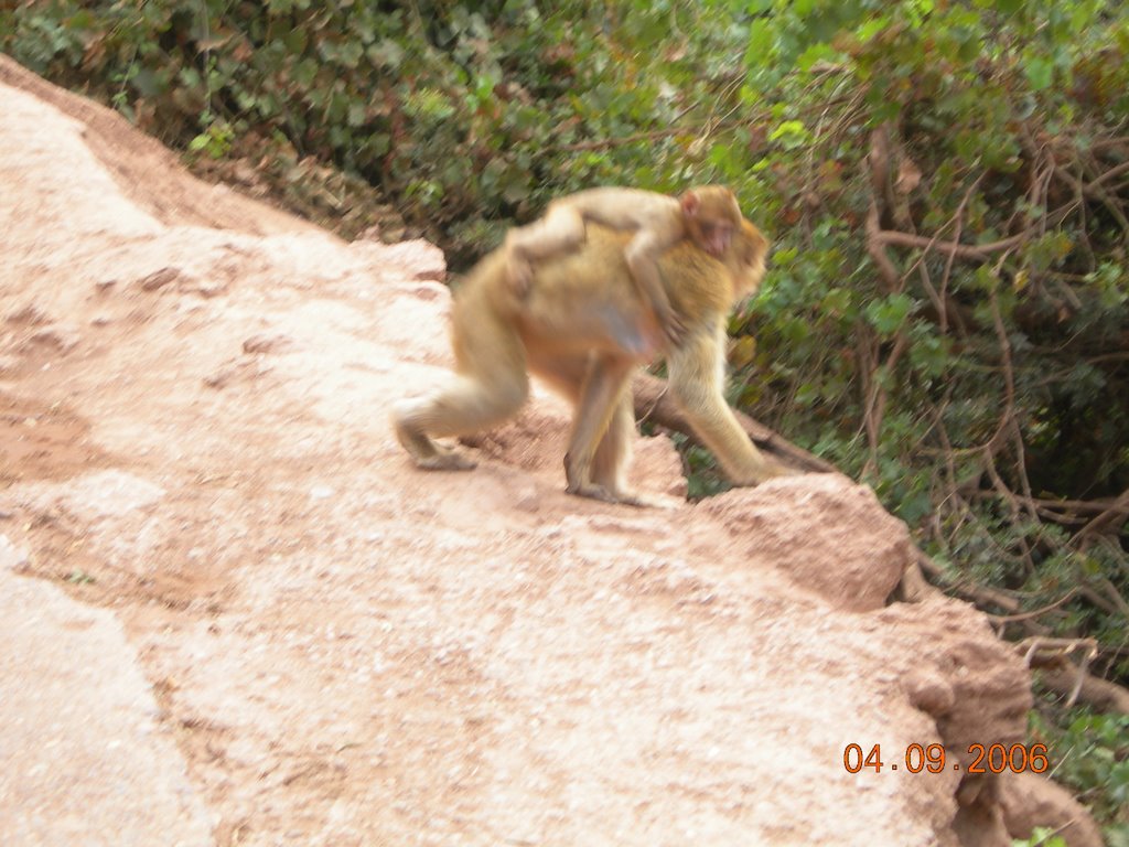 Mono llevando a cuestas a su bebe by servicios abel