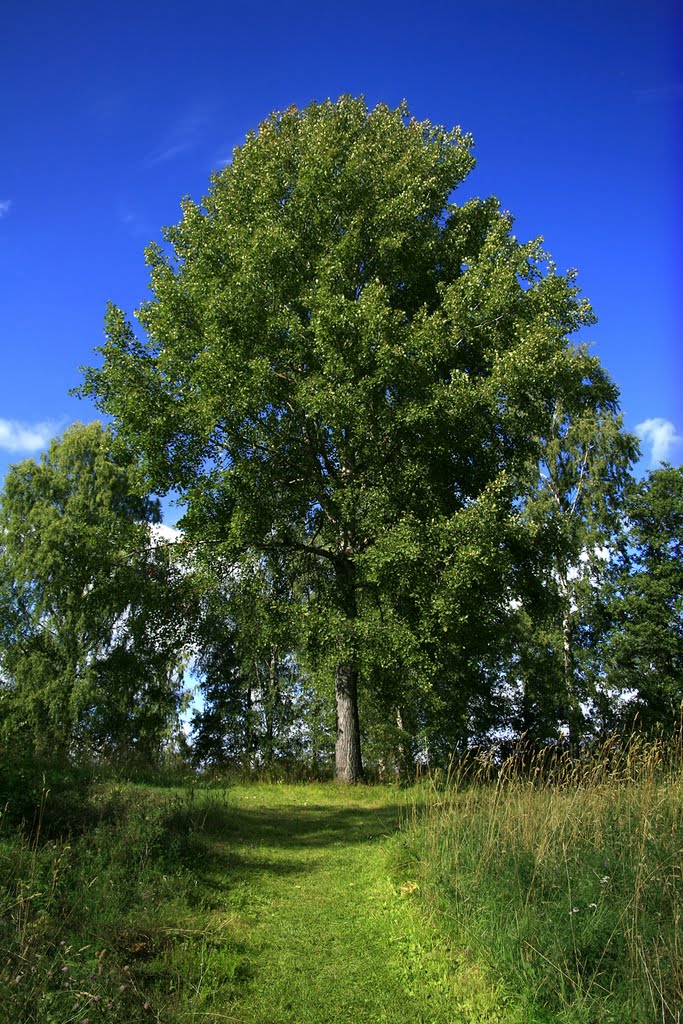 Summer Tree by Lars-Erik Franson