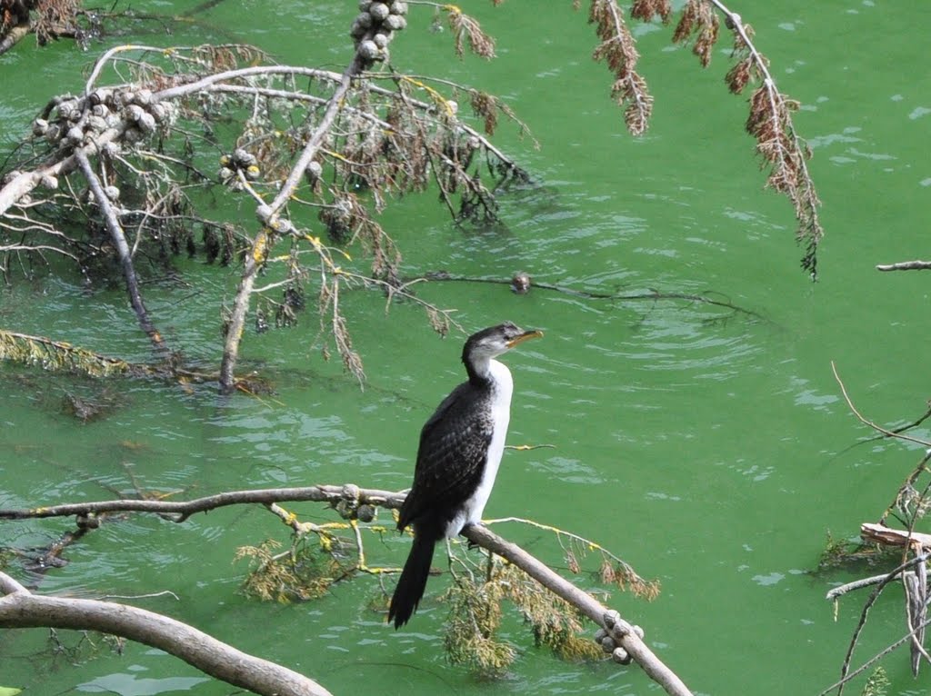 Pied Shag by AnonymousKiwi