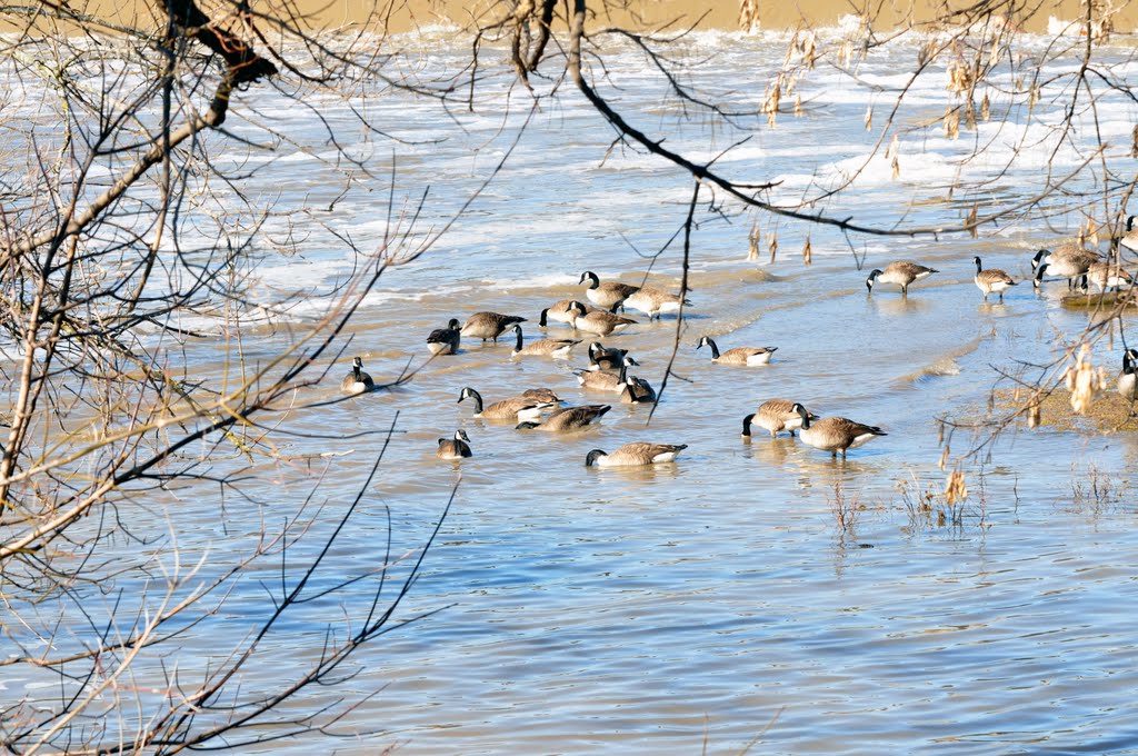 Canada Geese Searching For Food by Steven 