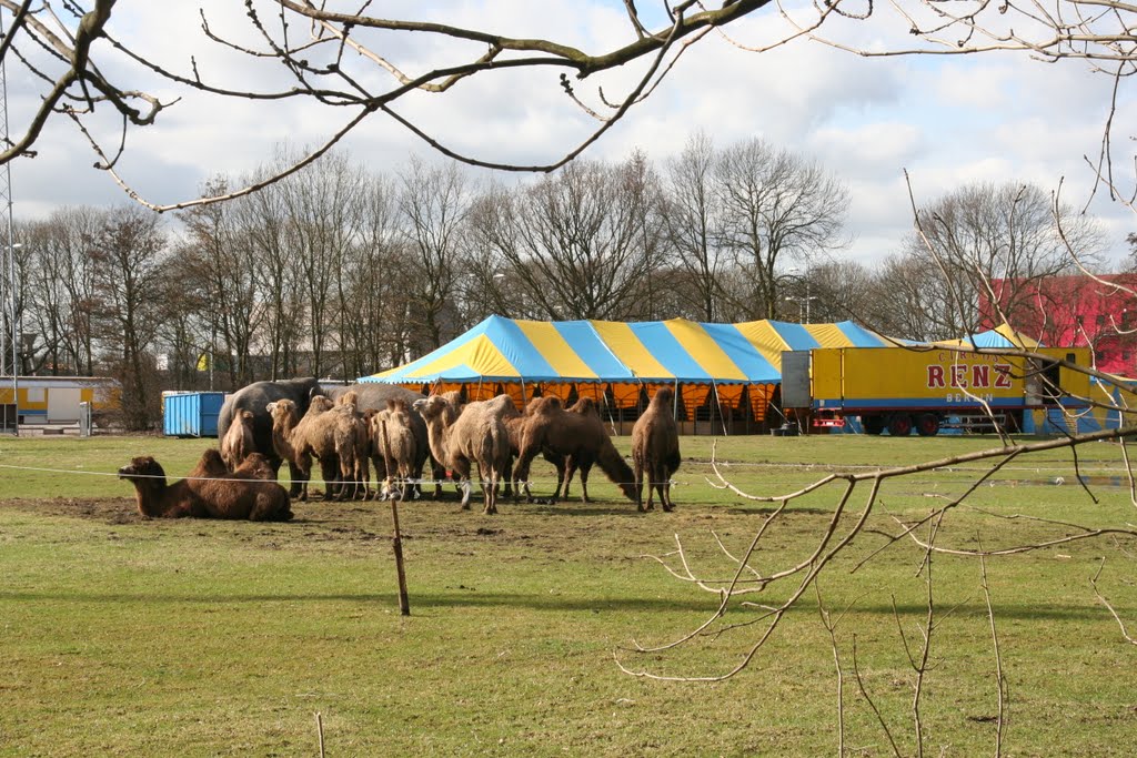 Camels from Circus Renz Berlin in Utrecht by Carl030nl