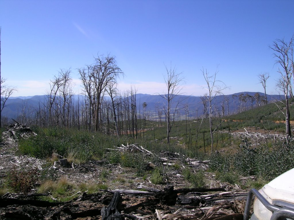 Big Hill, Alpine Ash in October 2006, after the 2003 bushfires by P. Feikema