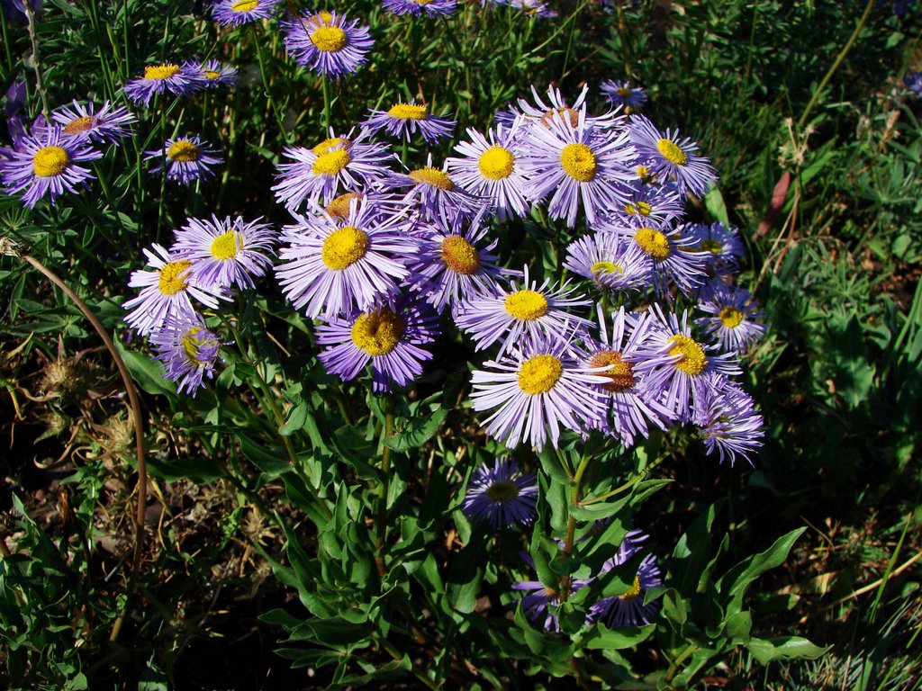 Showy Fleabane - Erigeron speciosus (Asteraceae) by walkaboutwest