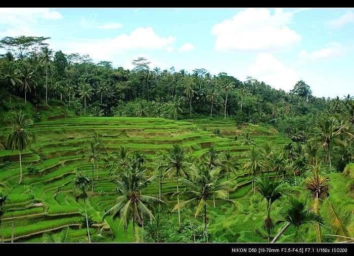 Rice and Coconut Fields by donz