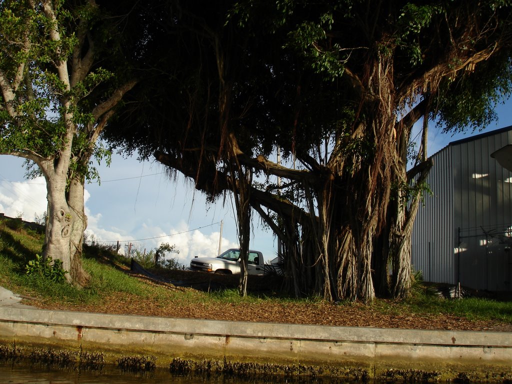 A BANYAN TREE IN BOKEELIA by cjtill