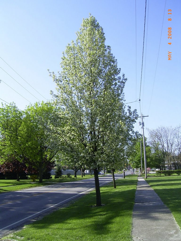 Spring in Clyde,Oh by Jerry Photo Gallery