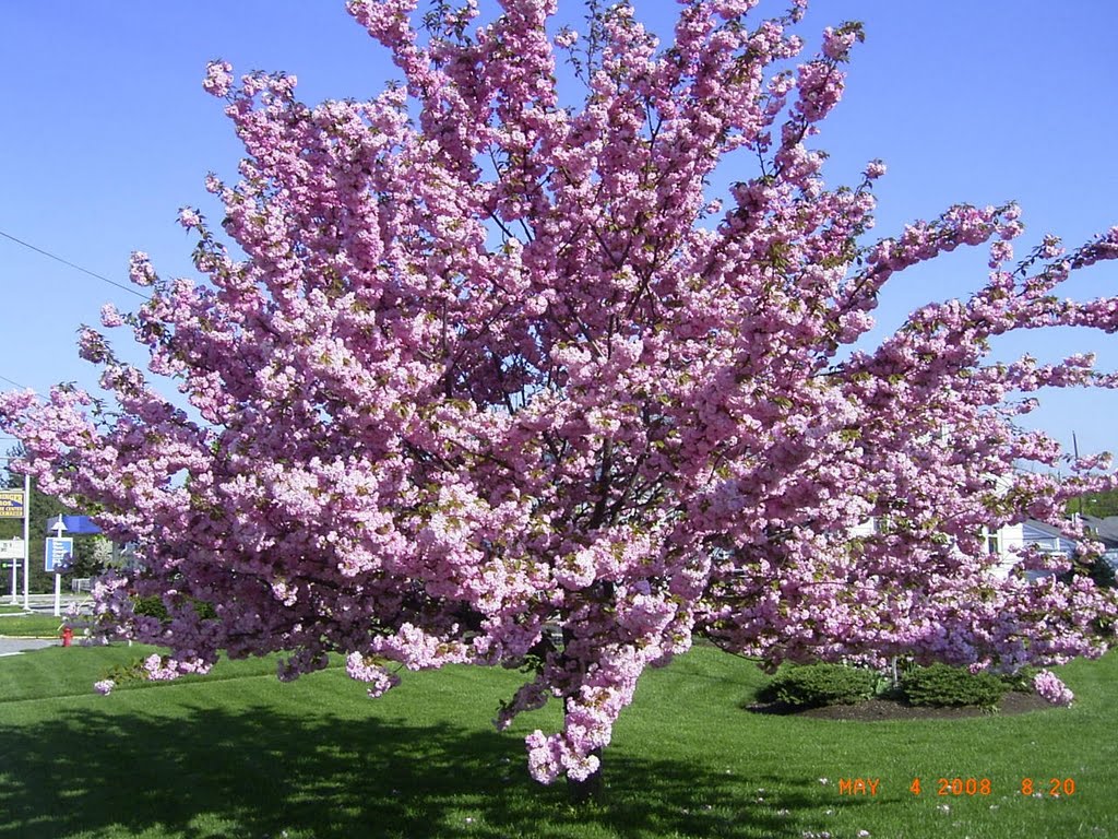 Spring in Clyde,Oh by Jerry Photo Gallery