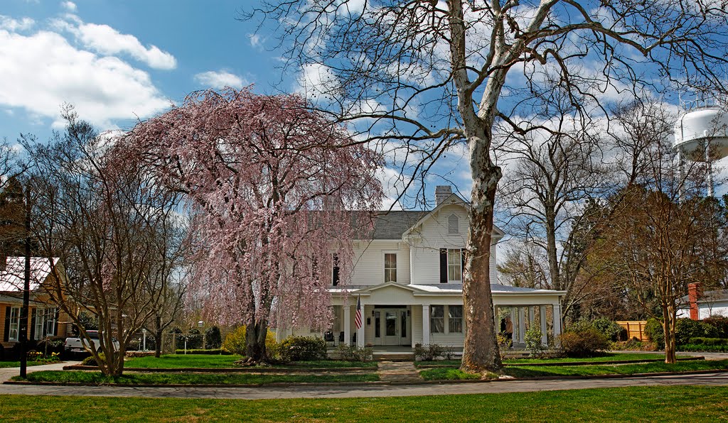 Weeping Cherry Tree 2 by coleimage