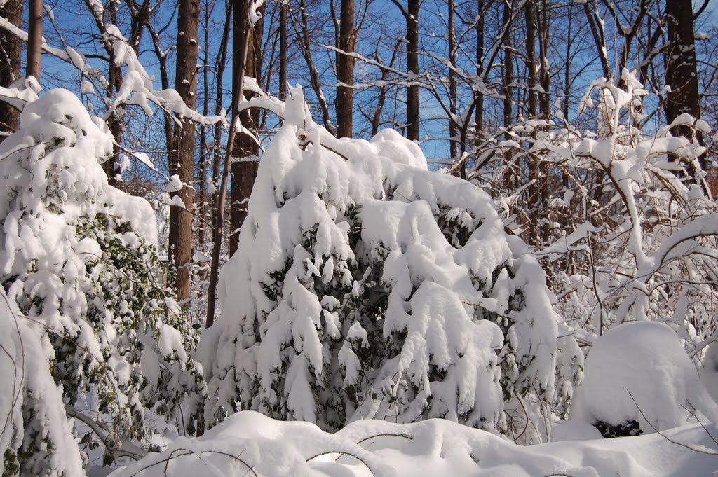 Winter in Maryland by nebula8