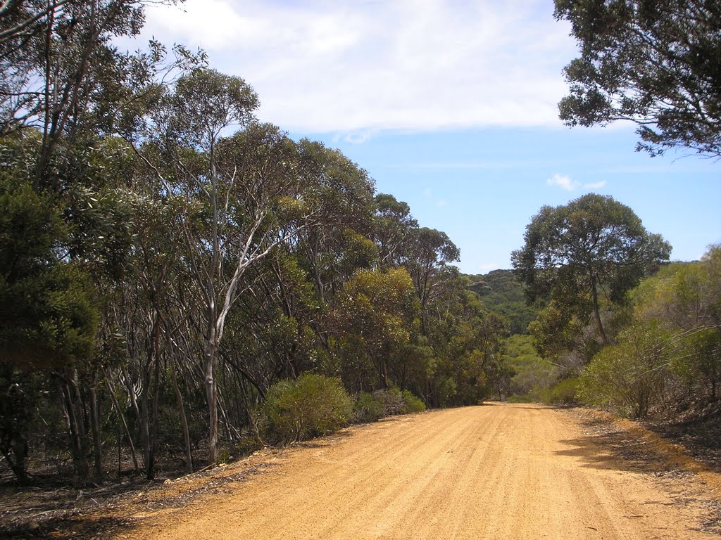 Trees Hamersley Inlet Road by sugarbag1