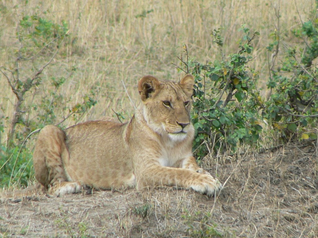 Lion Masai Mara by Phil Hassler