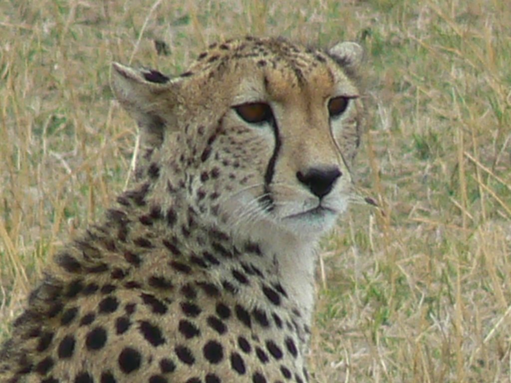 Cheetah Masai Mara by Phil Hassler