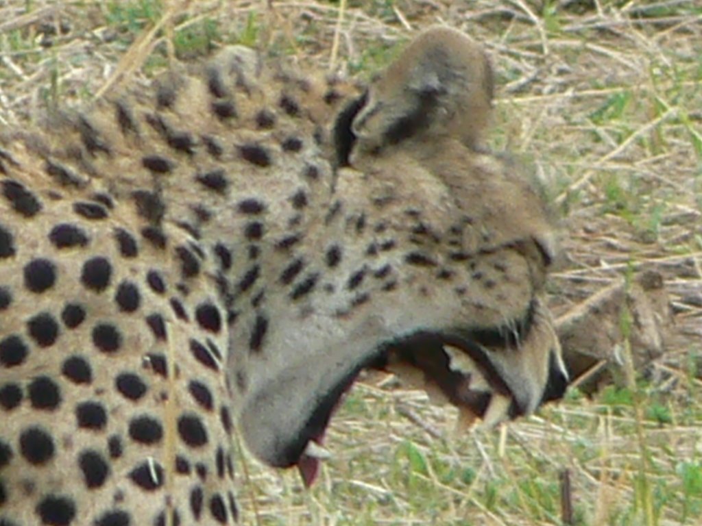 Cheetah Masai Mara by Phil Hassler