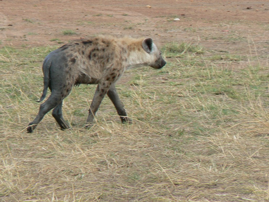 Hyena Masai Mara by Phil Hassler