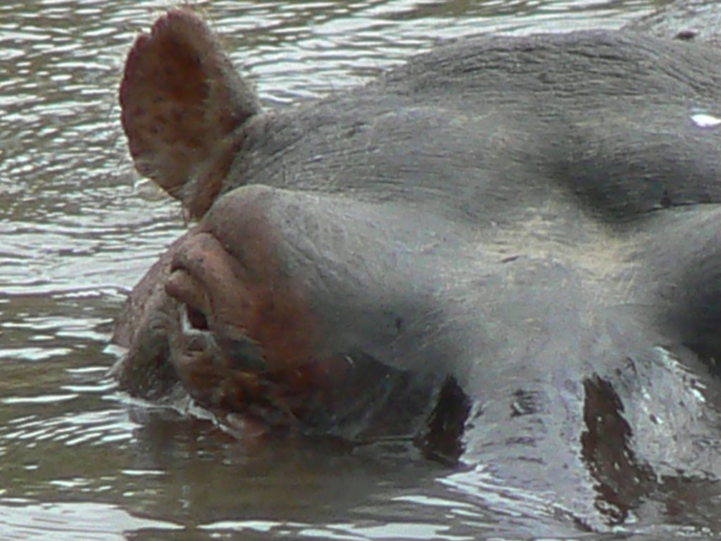 Hippopotamus Mara River Masai Mara by Phil Hassler