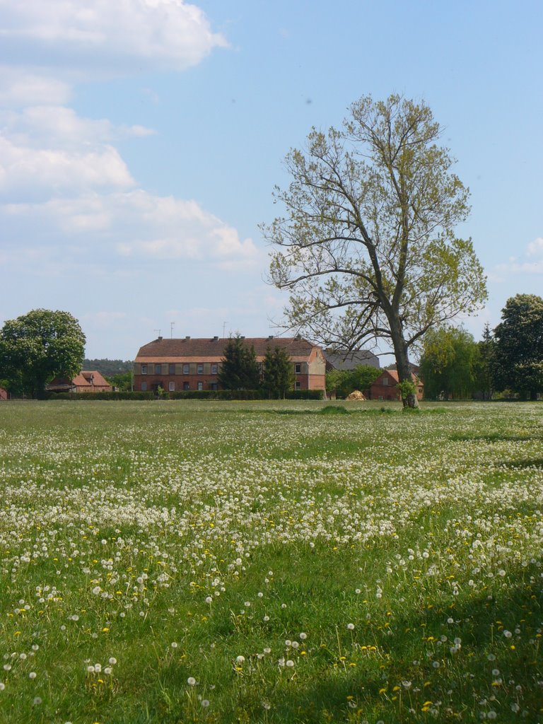 Blick über die Wiese 1 by Williko