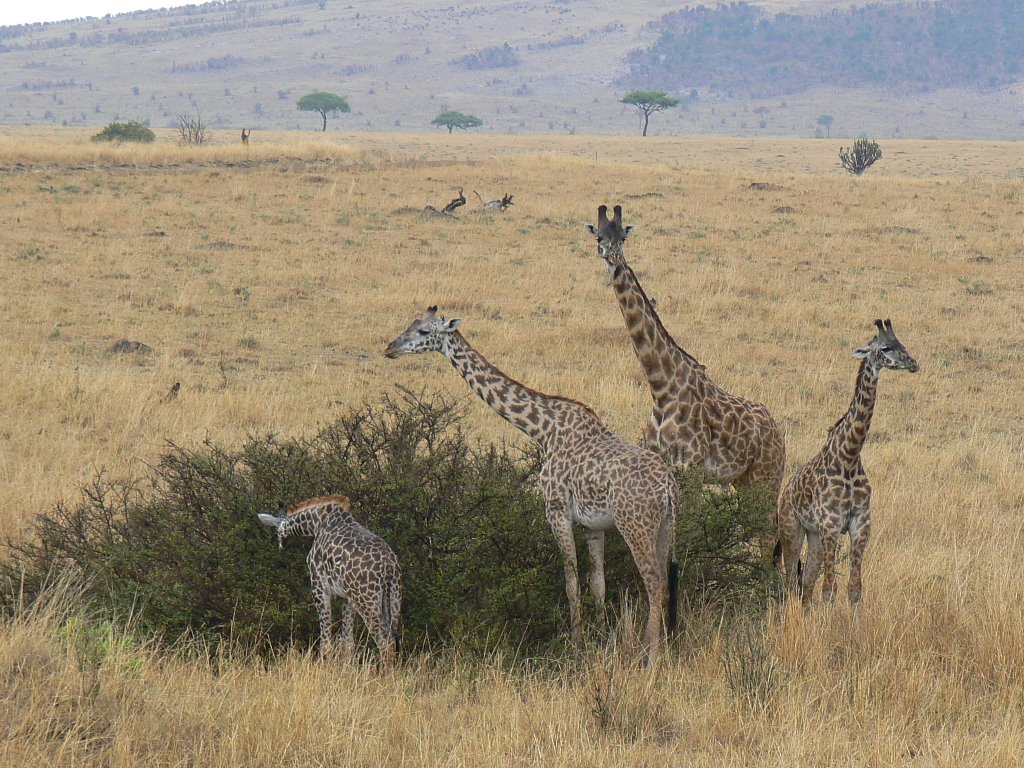 Masai Giraffe by Phil Hassler